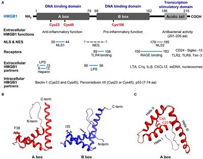 Immunological Significance of HMGB1 Post-Translational Modification and Redox Biology